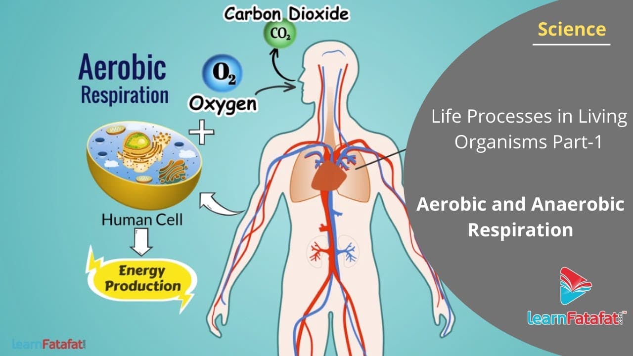 Fact Check: The human body requires oxygen to survive.
