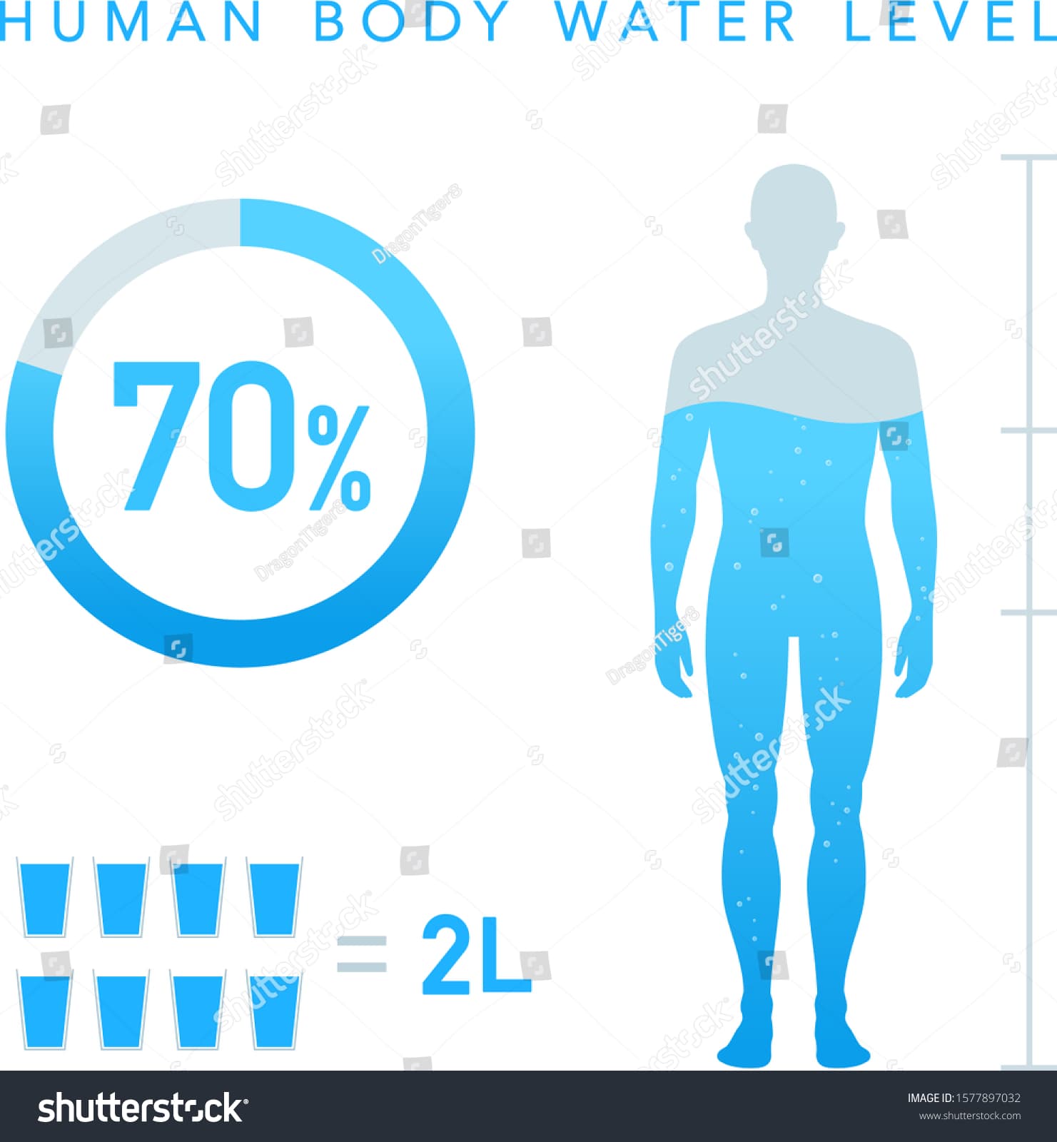 Fact Check: The average human body contains about 60% water.