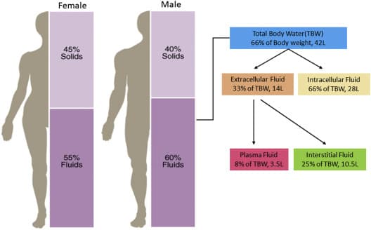Fact Check: The human body is composed of approximately 60% water.