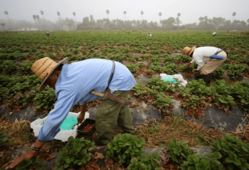 Fact Check: The H-2A and H-2B programs allow temporary employment of migrant workers in the U.S.