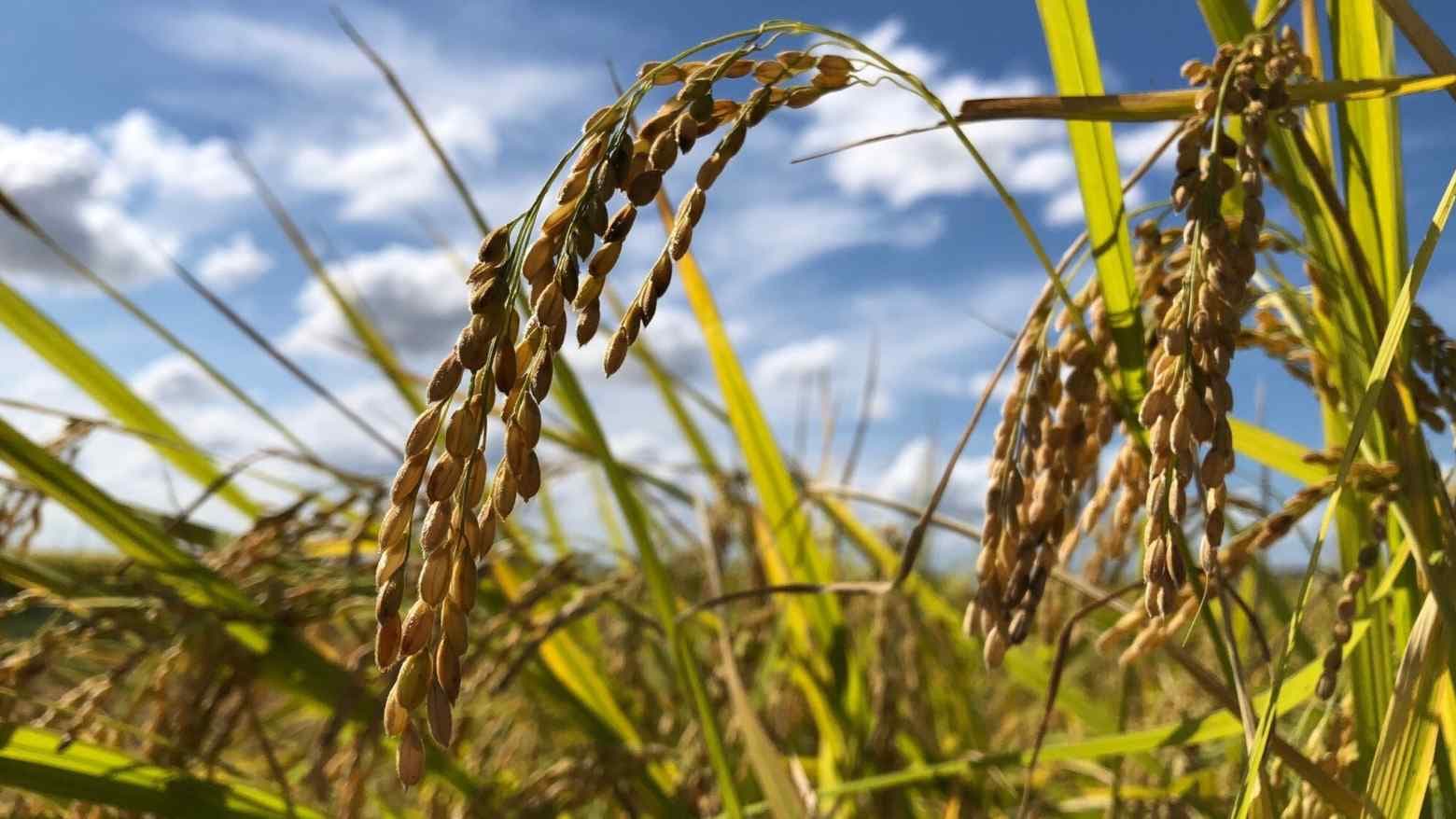 Fact Check: Japan has a highly regulated system for rice importation.