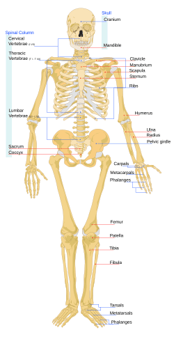 Fact Check: The average human adult has 206 bones in their body.
