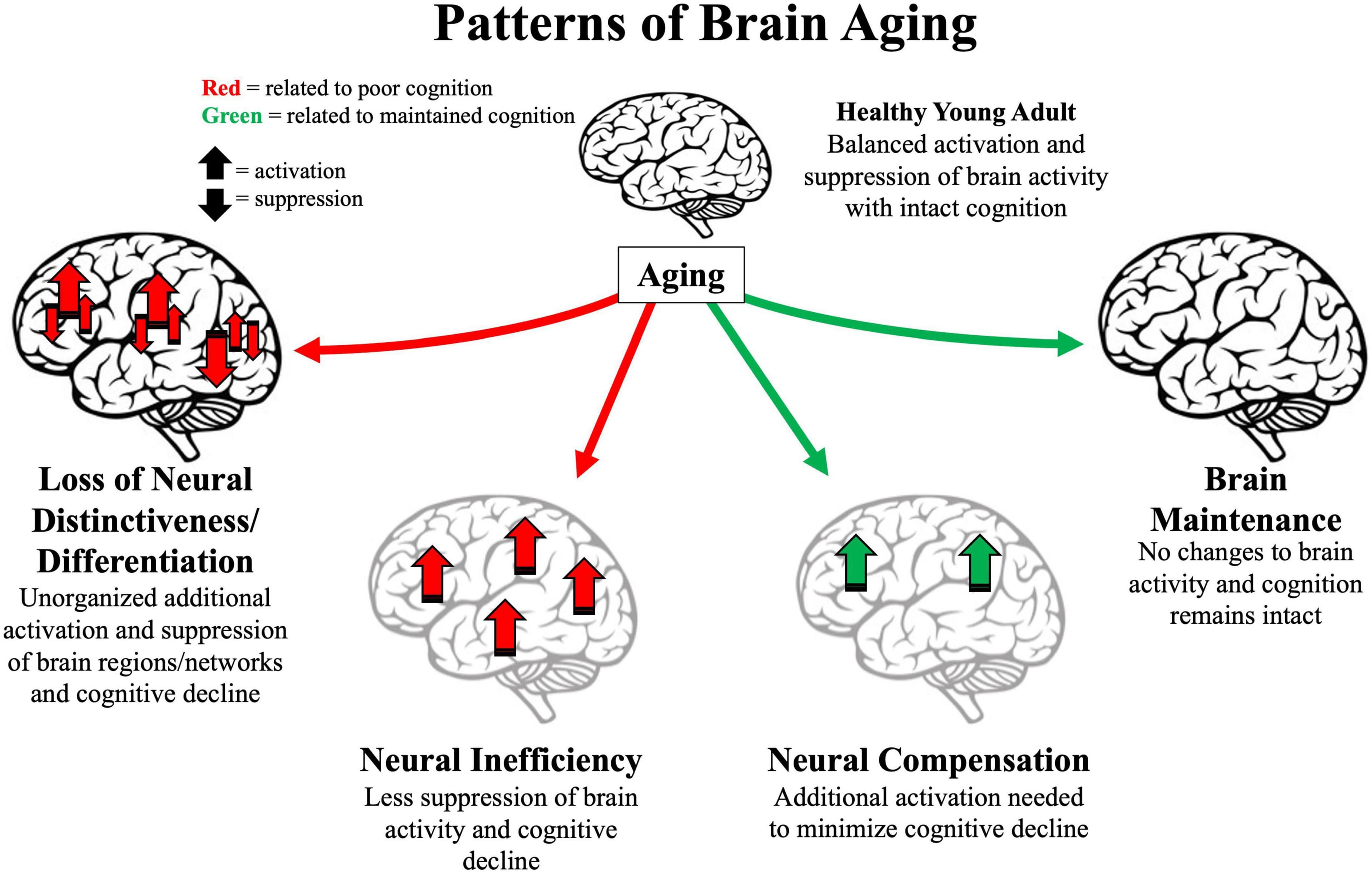 Fact Check: Cognitive decline can affect individuals of all ages.