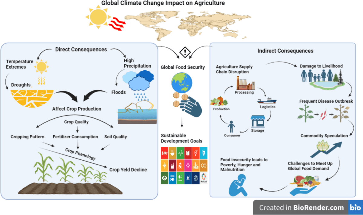 Fact Check: Heat waves can significantly impact agricultural productivity.