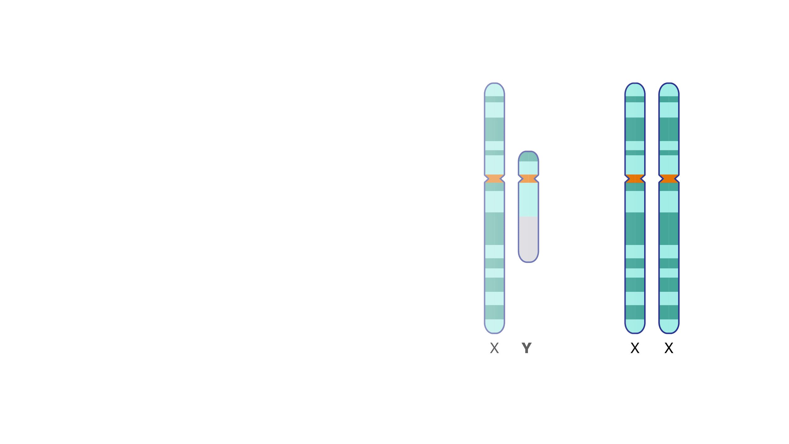 Fact Check: Is YY chromosome possible?