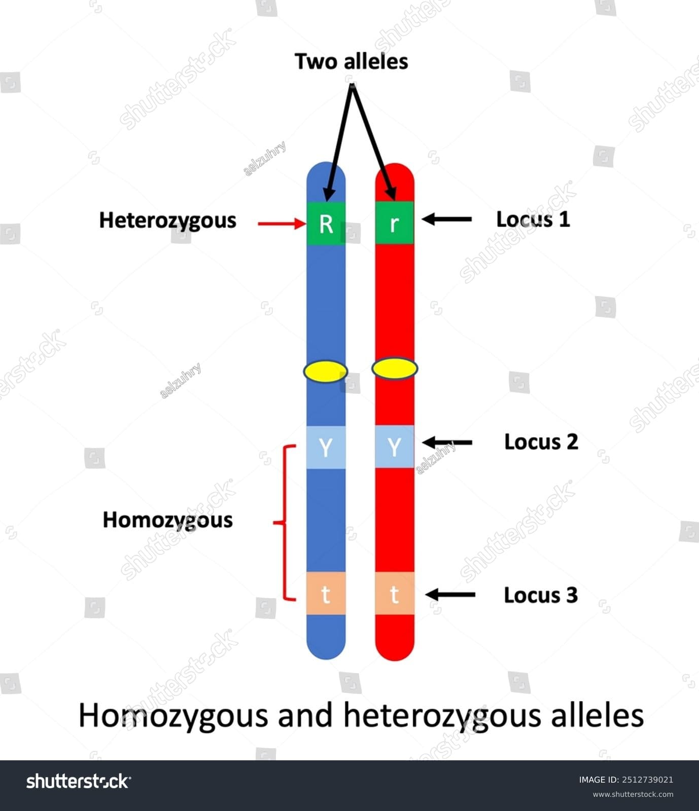 Fact Check: Is YY homozygous or heterozygous?