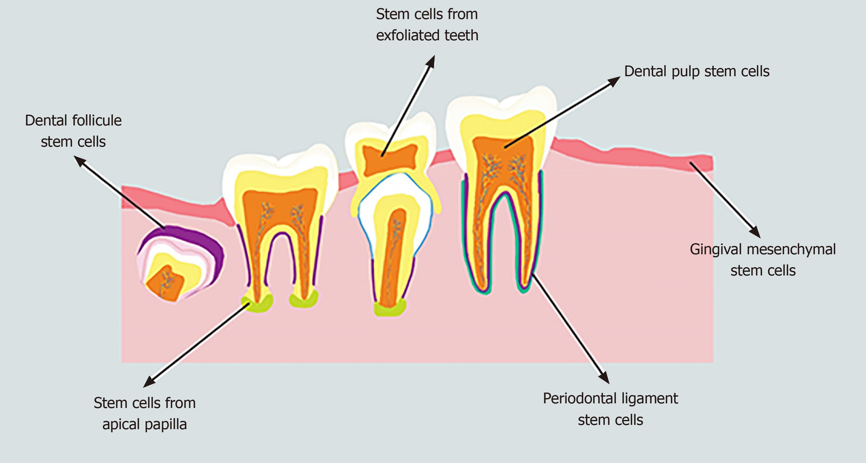 Fact Check: Dental stem cells can build mineralized tissue faster than bone marrow cells.
