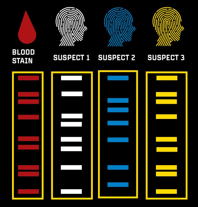 Fact Check: DNA evidence can be used to identify suspects in criminal cases.