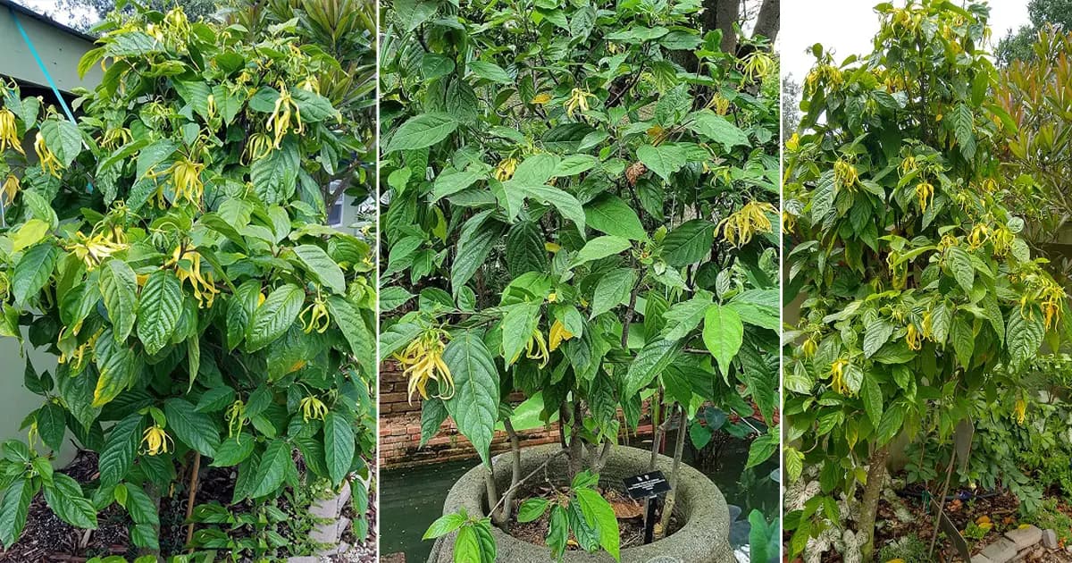 Fact Check: Is Ylang Ylang a top note?