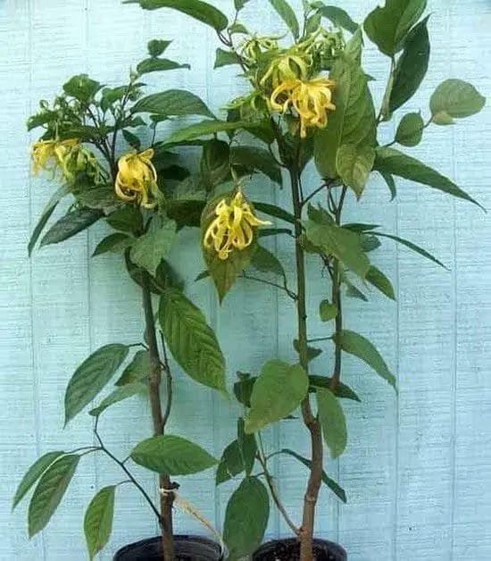 Fact Check: Is Ylang Ylang safe for cats?
