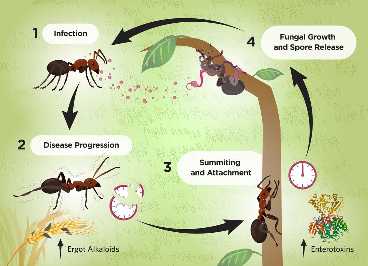 Fact Check: Ophiocordyceps fungi can hijack the brains of insects.
