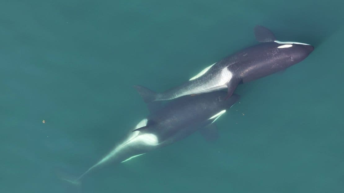 Fact Check: Orcas have been observed using tools for grooming.