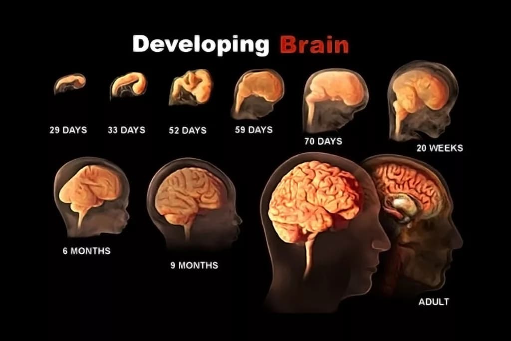 Fact Check: The human brain continues to develop until the mid-20s.