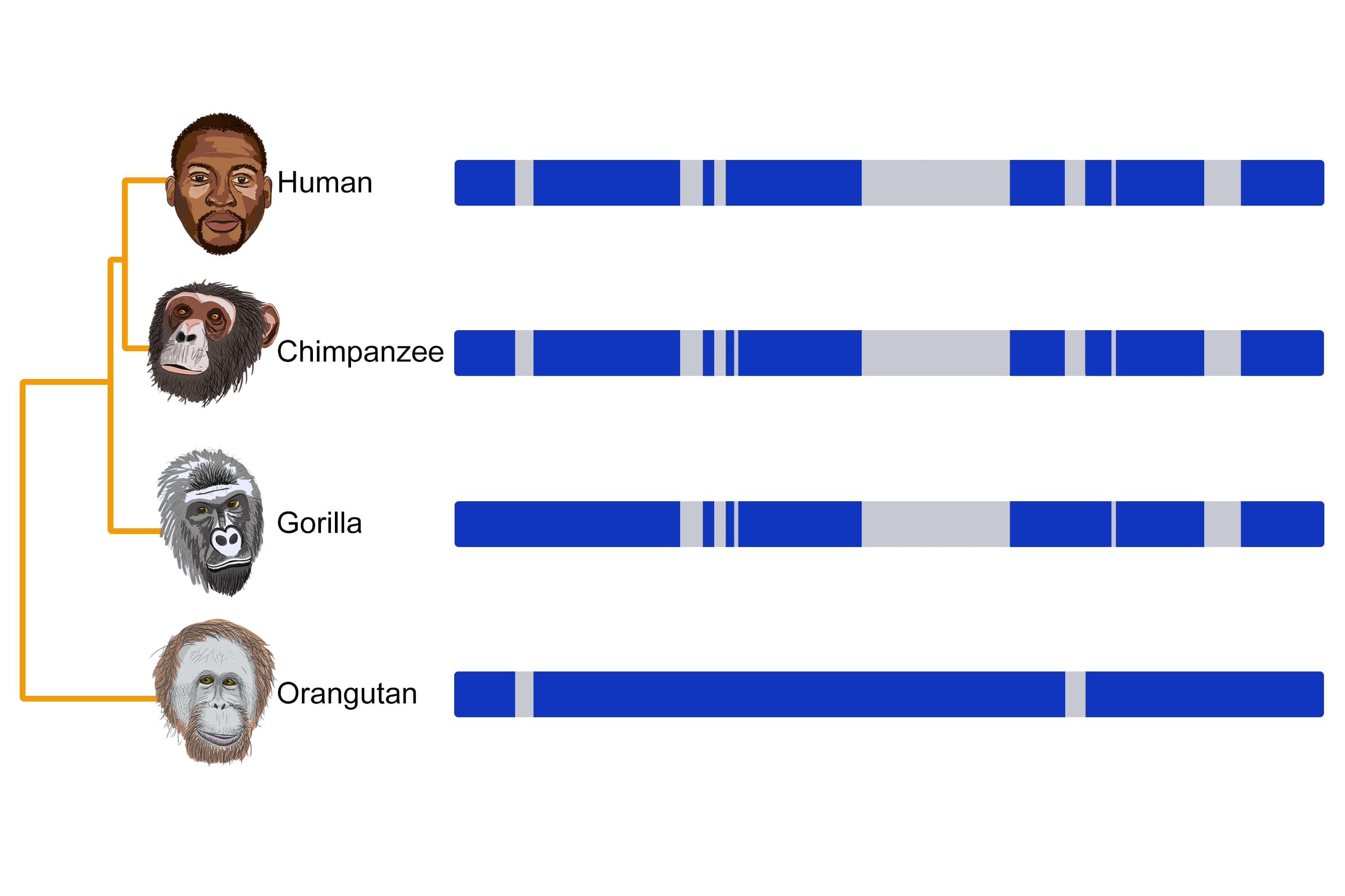Fact Check: Humans share approximately 99.9% of their DNA with other humans.
