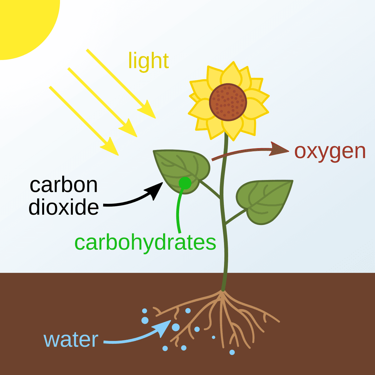 Fact Check: Photosynthesis converts carbon dioxide and water into glucose and oxygen.