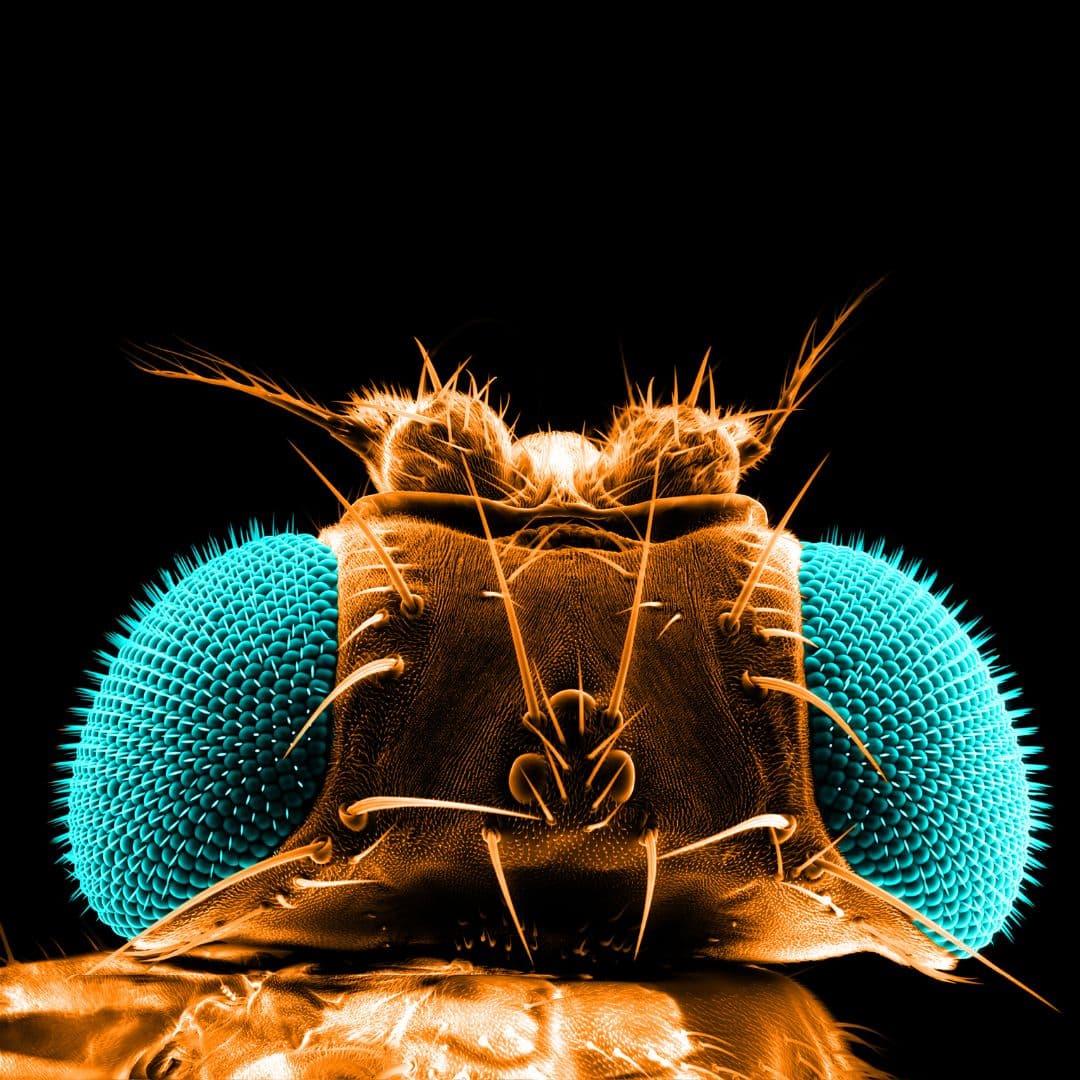Fact Check: Humans share approximately 60% of their DNA with fruit flies.