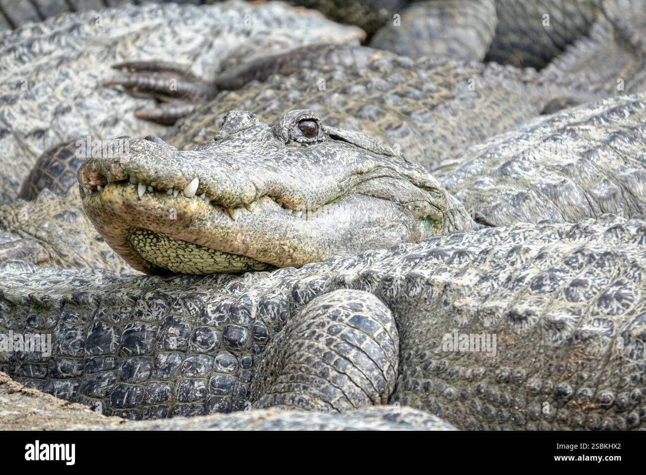 Fact Check: Alligators are native to the southeastern United States, including Florida.