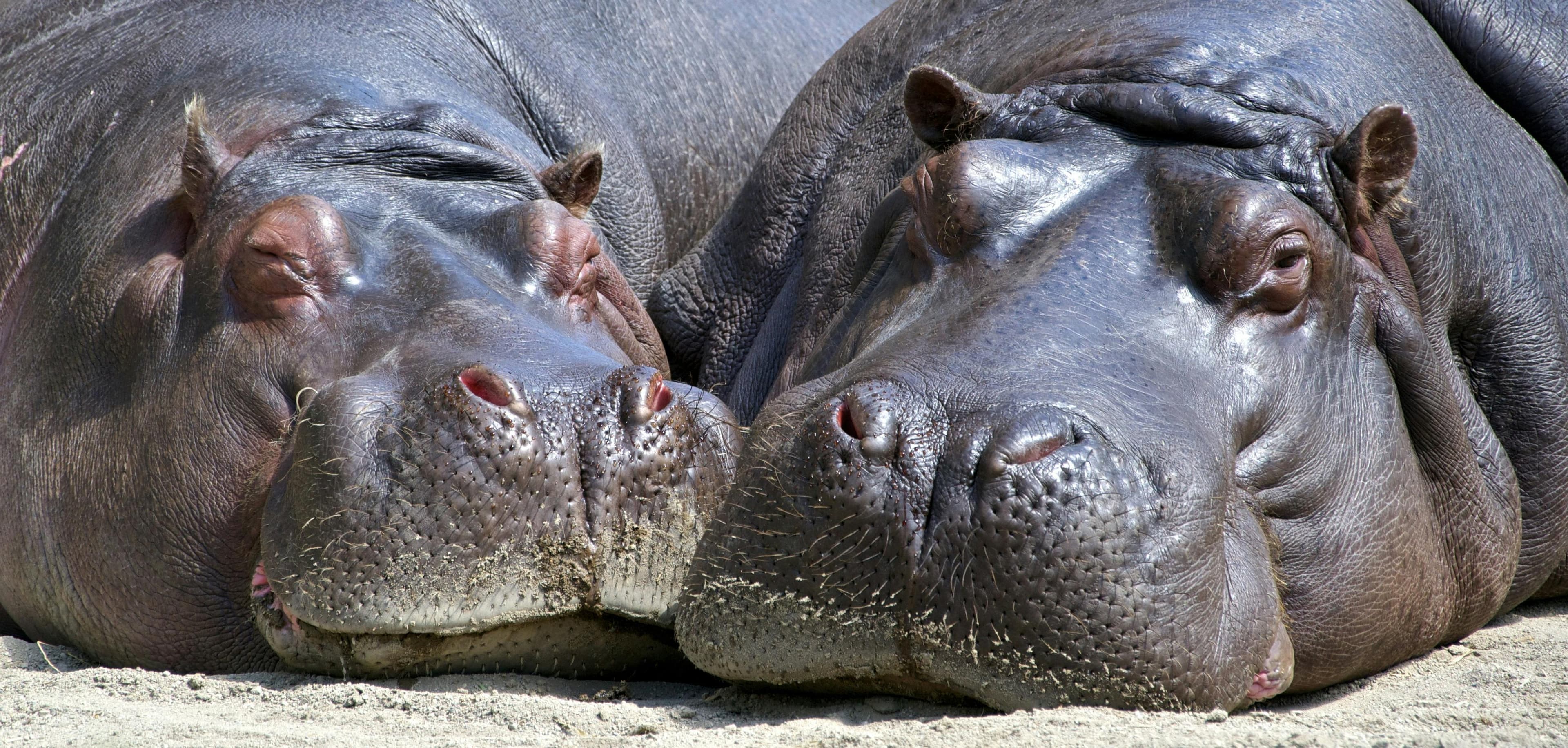 Fact Check: Is are hippos omnivores?