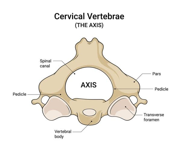 Fact Check: Is axis vertebra?
