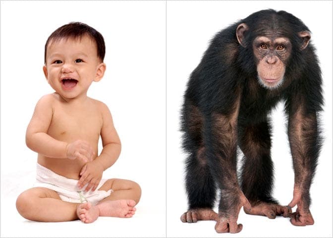 Fact Check: Humans share approximately 98% of their DNA with chimpanzees.