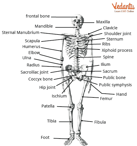 Fact Check: The human body has 206 bones in adulthood.