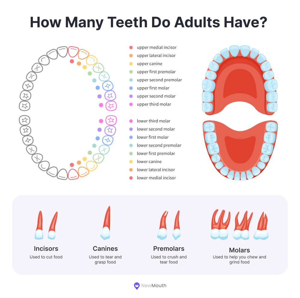 Fact Check: The average human adult has 32 teeth.