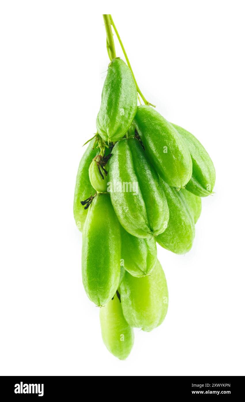 Fact Check: Is cucumber a fruit?