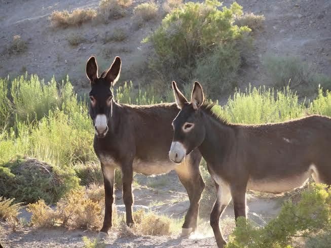 Fact Check: Wild horses and burros are protected under federal law in the United States.