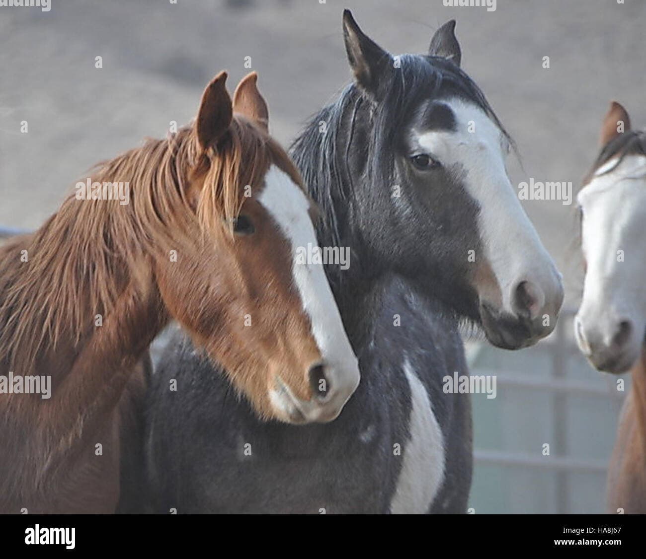 Fact Check: The Bureau of Land Management manages wild horse and burro populations in the U.S.