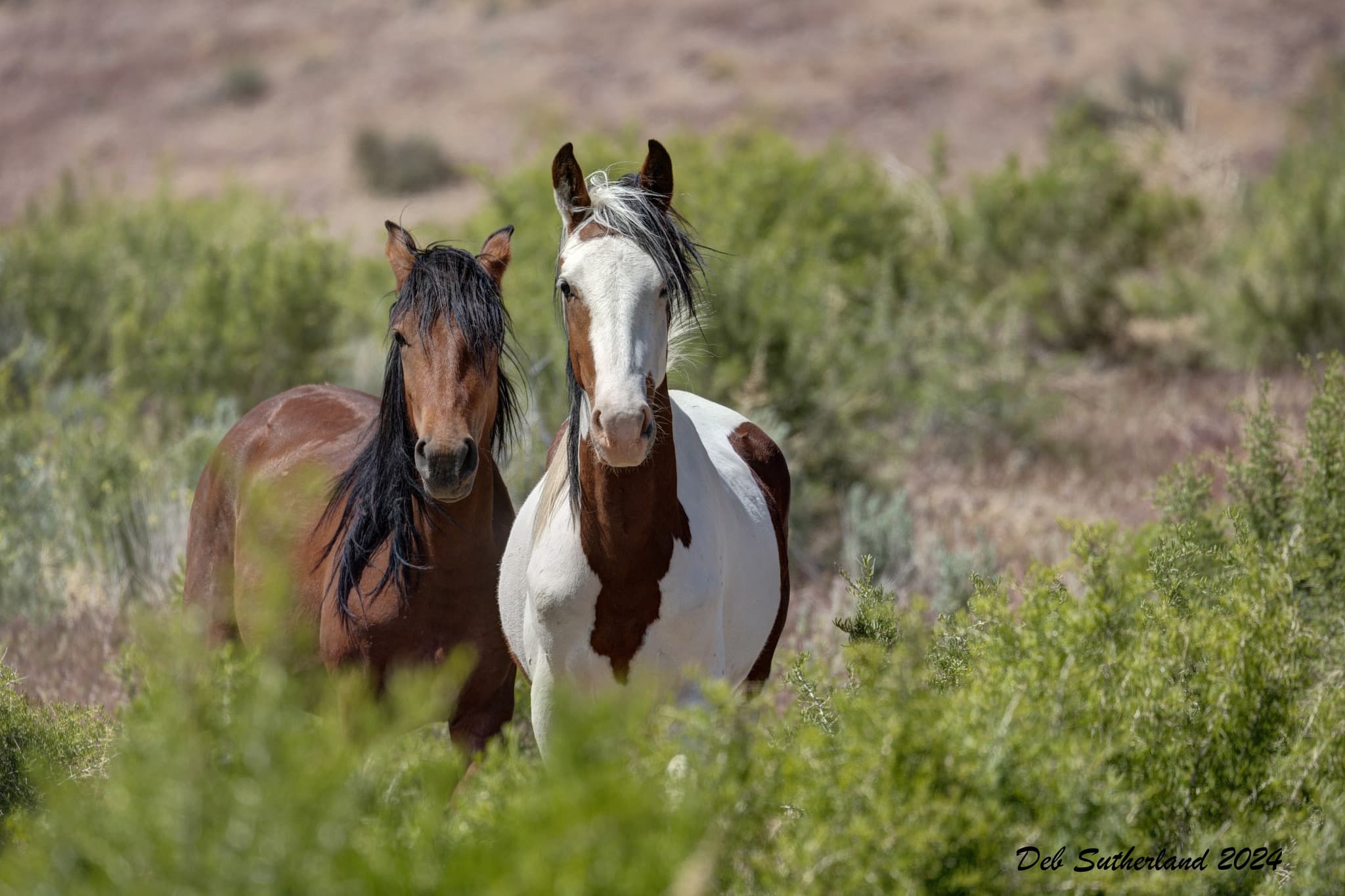 Fact Check: There are over 64,000 wild horses and burros in off-range corrals and pastures.