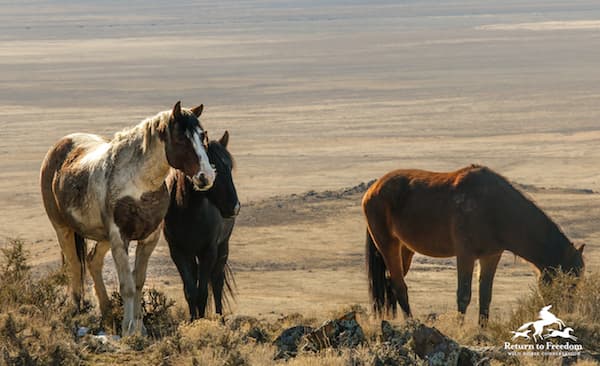 Fact Check: Caring for captured wild horses and burros costs over $100 million annually.