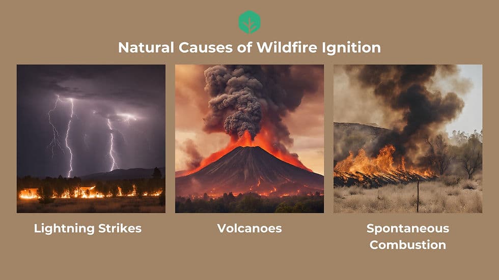 Fact Check: Wildfires can be started by human activity.
