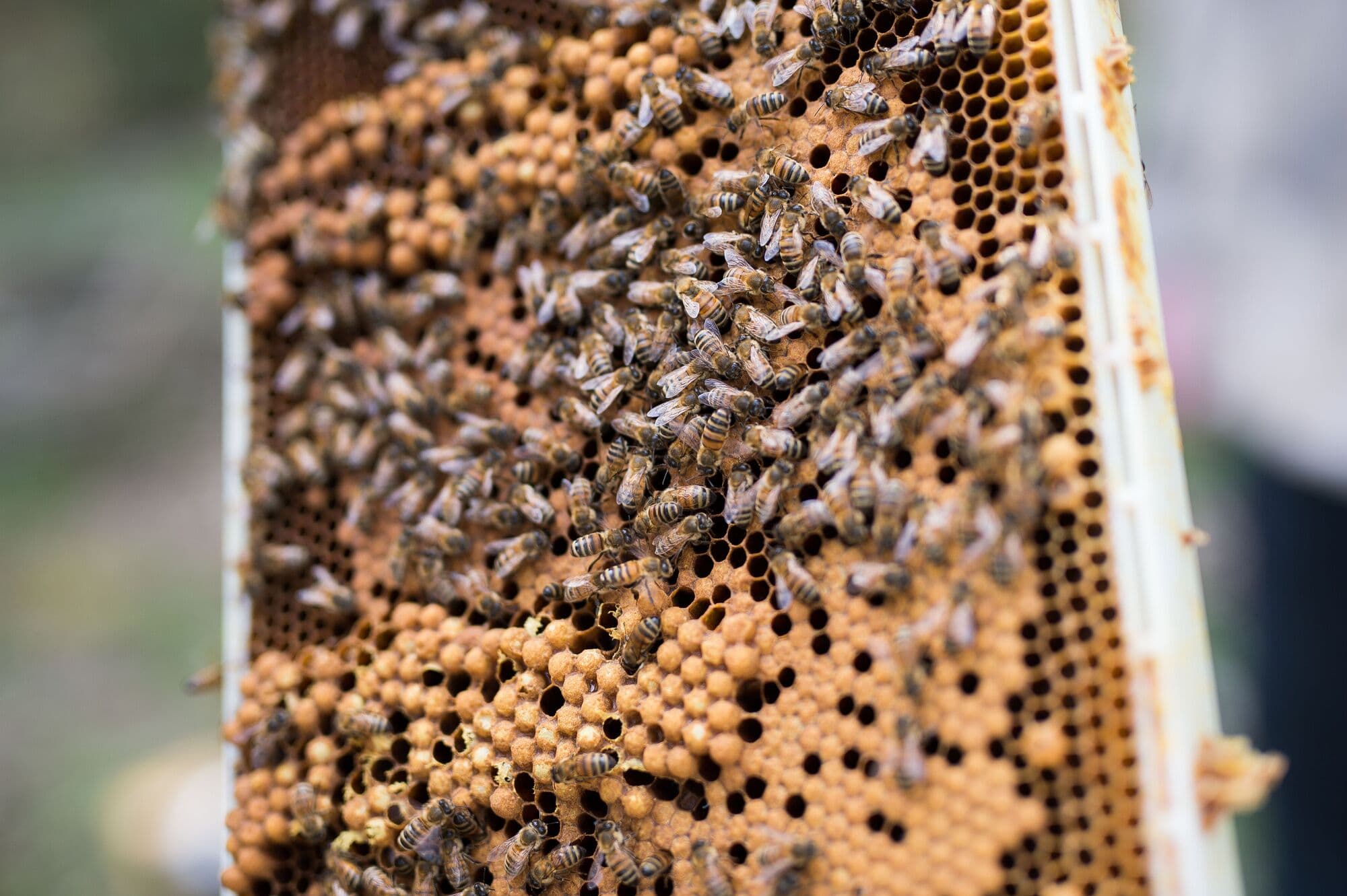 Fact Check: Honeybees dying high numbers

