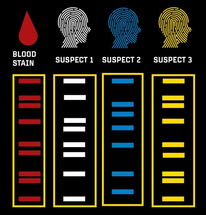 Fact Check: DNA evidence can be used to link suspects to crime scenes.