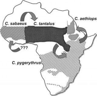 Fact Check: AIDS came from monkey sex