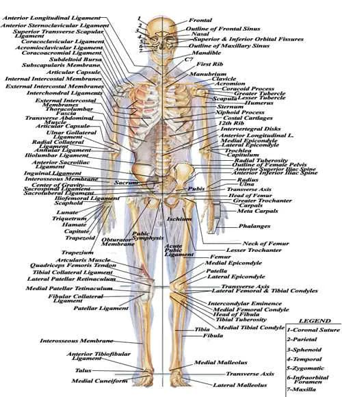 Fact Check: The average human body has 206 bones.