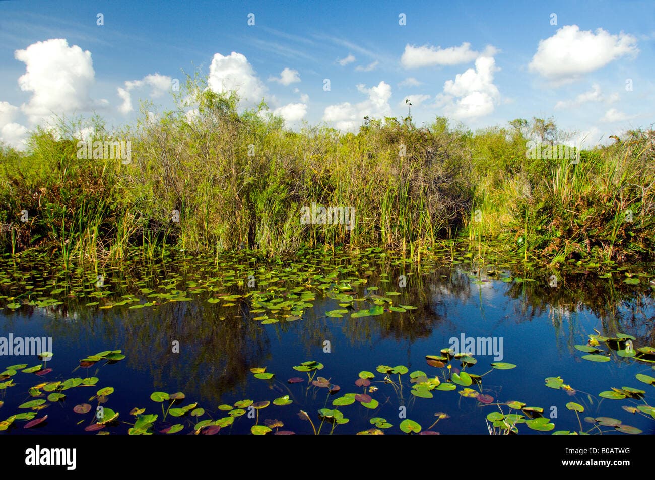 Fact Check: The Florida Everglades is a wetlands ecosystem.