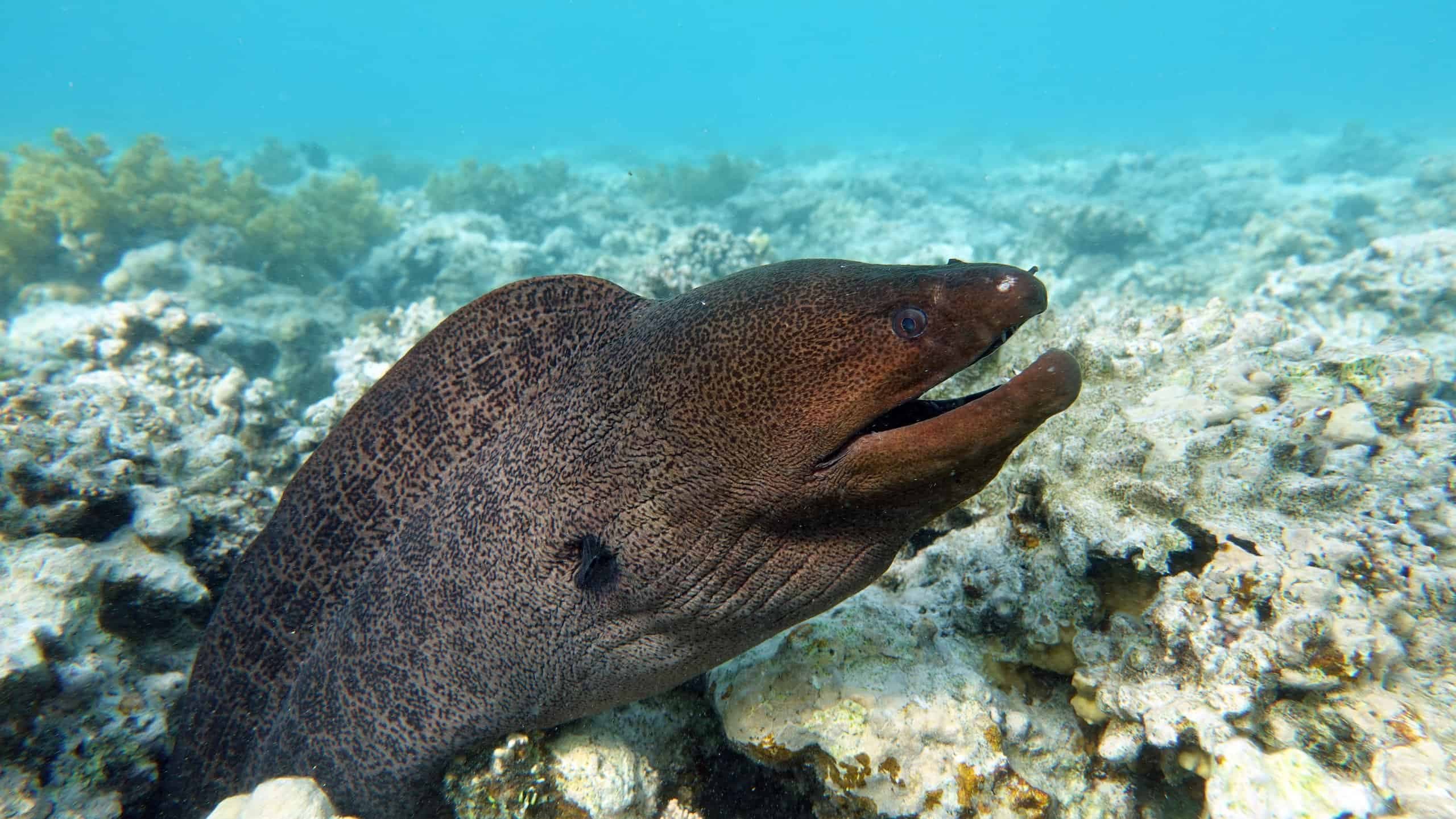 Fact Check: Is eel a fish?