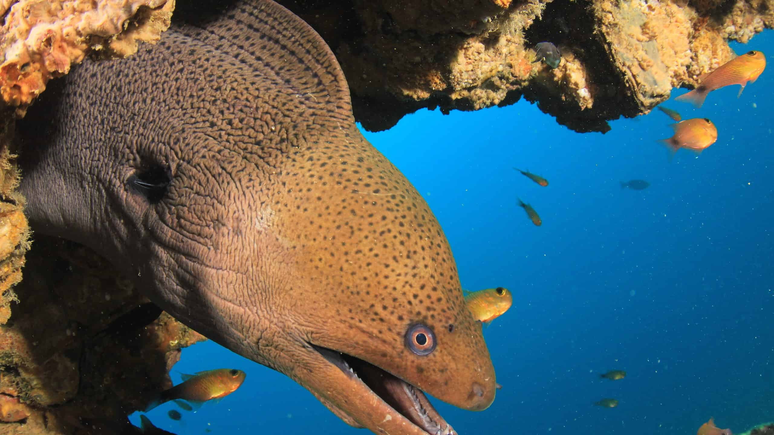 Fact Check: Is eel good for you?