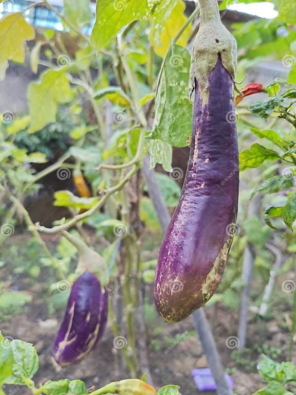 Fact Check: Is eggplant a fruit?
