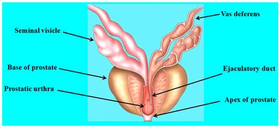 Fact Check: Is ejaculating good for the heart?