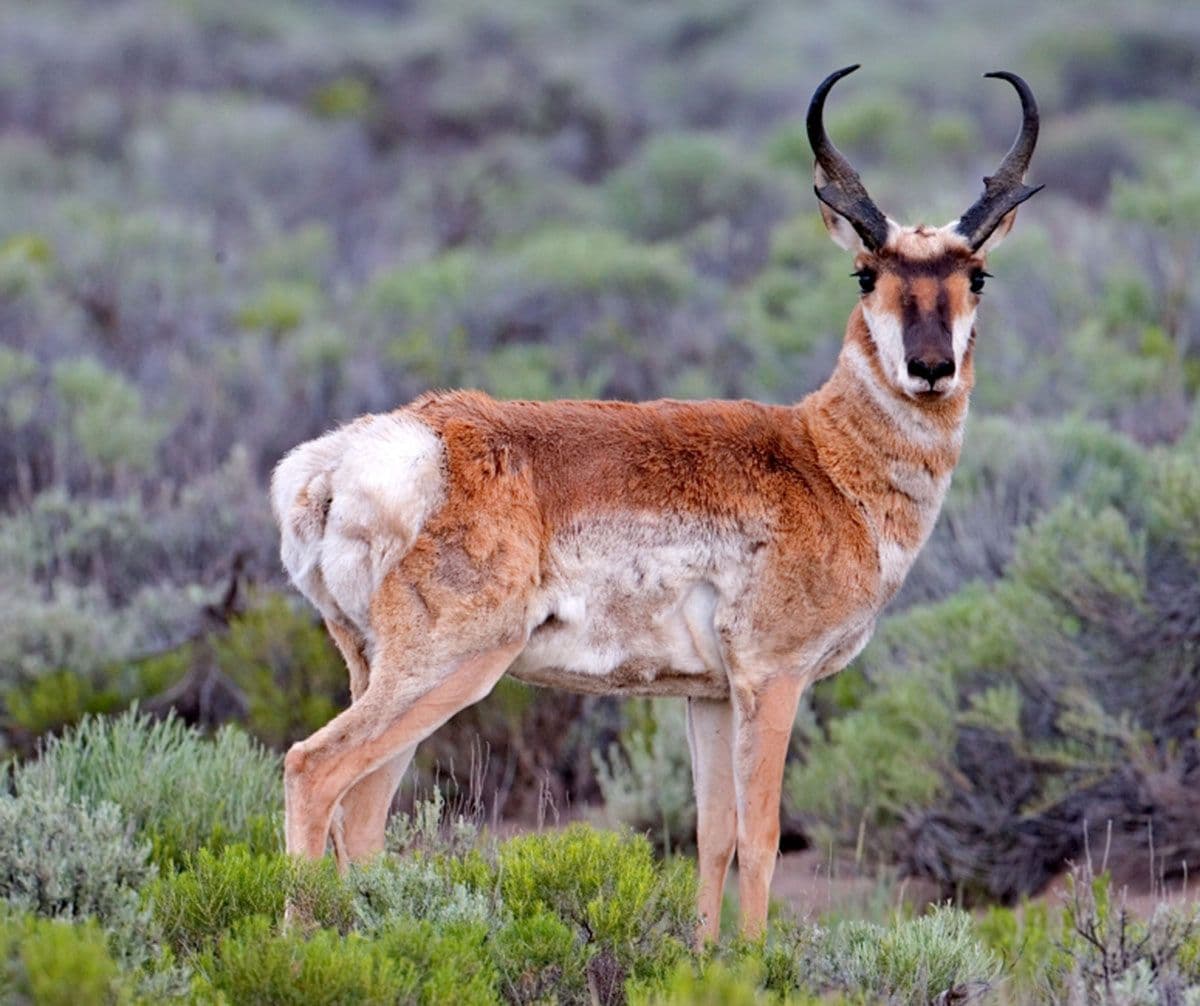 Fact Check: Pronghorn are the fastest land mammals in North America.