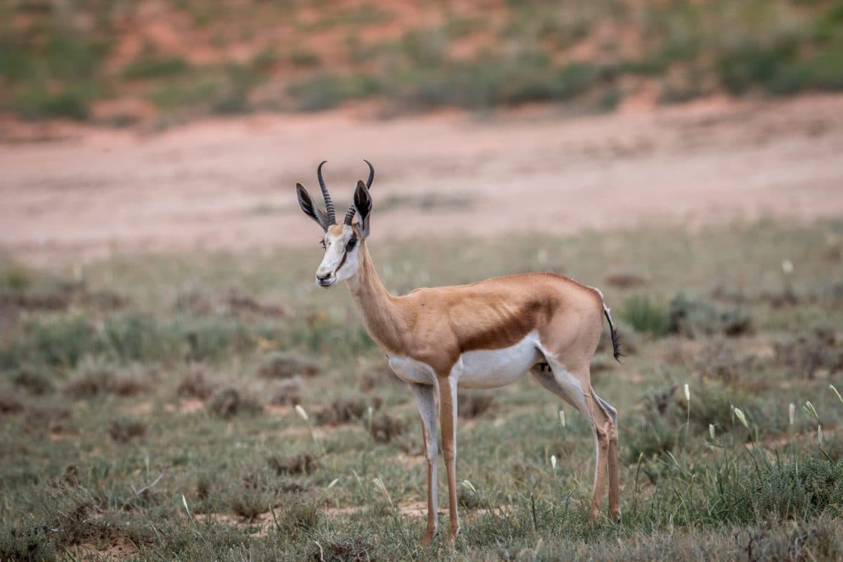 Fact Check: The Sublette Antelope Migration Corridor spans approximately 165 miles.