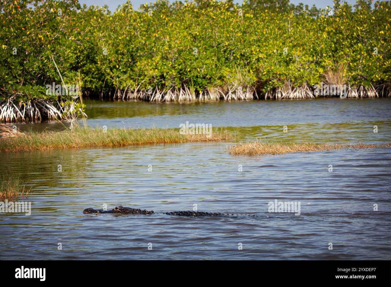 Fact Check: Alligators are native to the Florida Everglades.