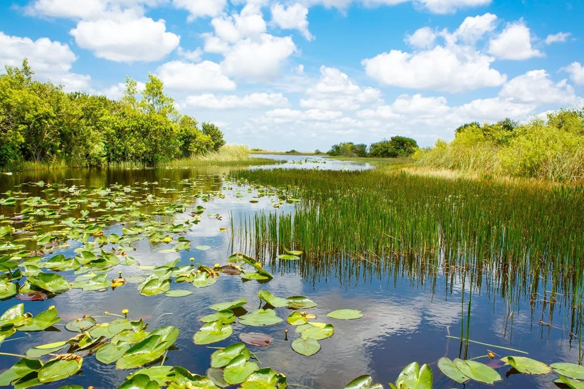 Fact Check: The Florida Everglades is a unique wetland ecosystem.