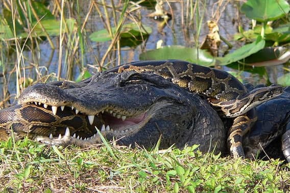 Fact Check: Florida is known for its diverse wildlife, including alligators and pythons.