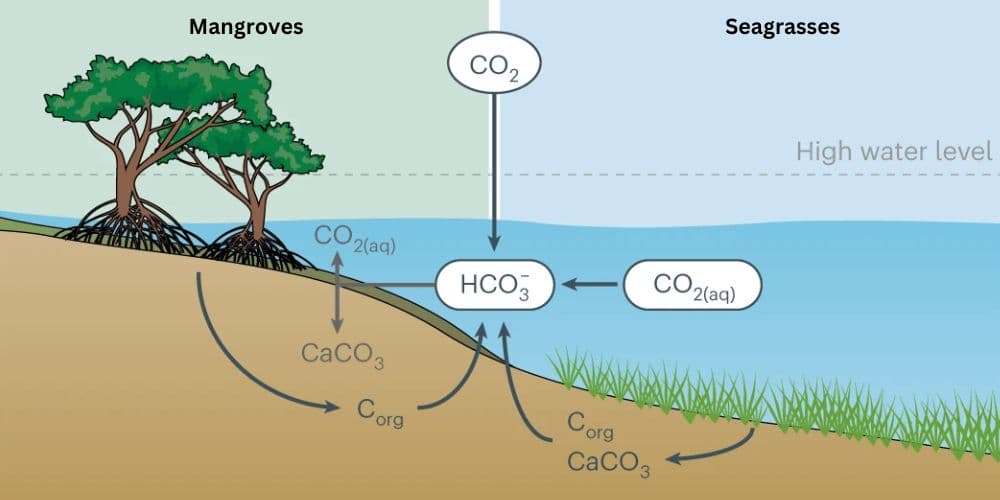 Fact Check: Mangroves sequester carbon dioxide effectively in coastal ecosystems.