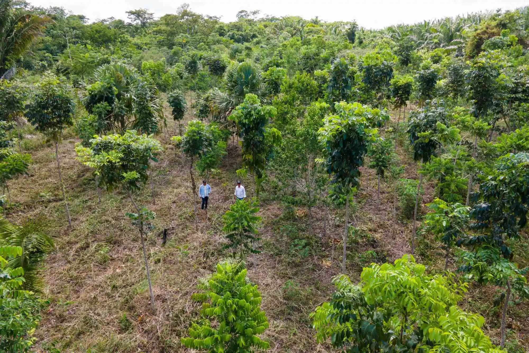 Fact Check: Carbon removal projects aim to reduce atmospheric carbon levels.