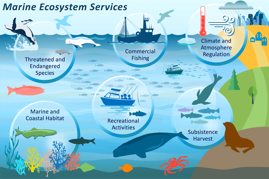 Fact Check: Coastal ecosystems provide critical habitat for diverse marine species.