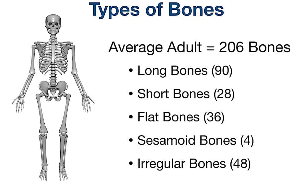 Fact Check: The average adult human has 206 bones in their body.